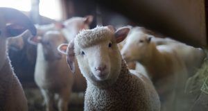 Live sheep trade