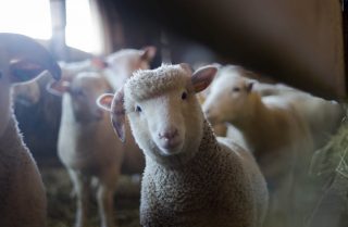 Live sheep trade